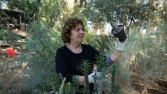 Asociación Gestión Nativa. Paca Llompart selecciona plantines para la venta. Es una Asociación llevada adelante por mujeres en y para departamento de Las Heras en la cual producen plantas nativas para restaurar el ecosistema afectado por la industria o el sr humano. Foto: Ignacio Blanco / Los Andes