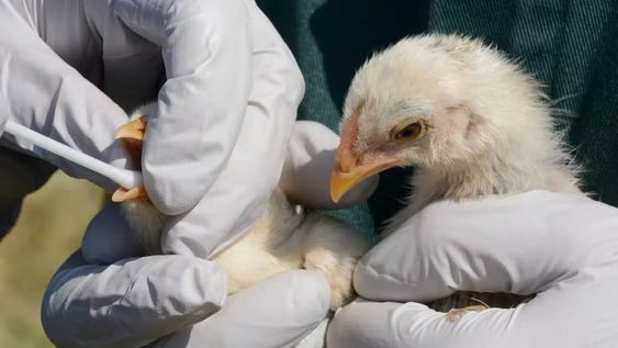 Continúan los controles de Senasa en aves como vigilancia epidemiológica en el país. (Shutterstock / Merrimon Crawford)