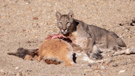 Los Andes | Fotos y videos del impactante avistaje de un puma en Villavicencio comiendo un guanaco: su rol clave en el ecosistema. Foto: Gentileza Martín Pérez (@cuyo.birding.3)