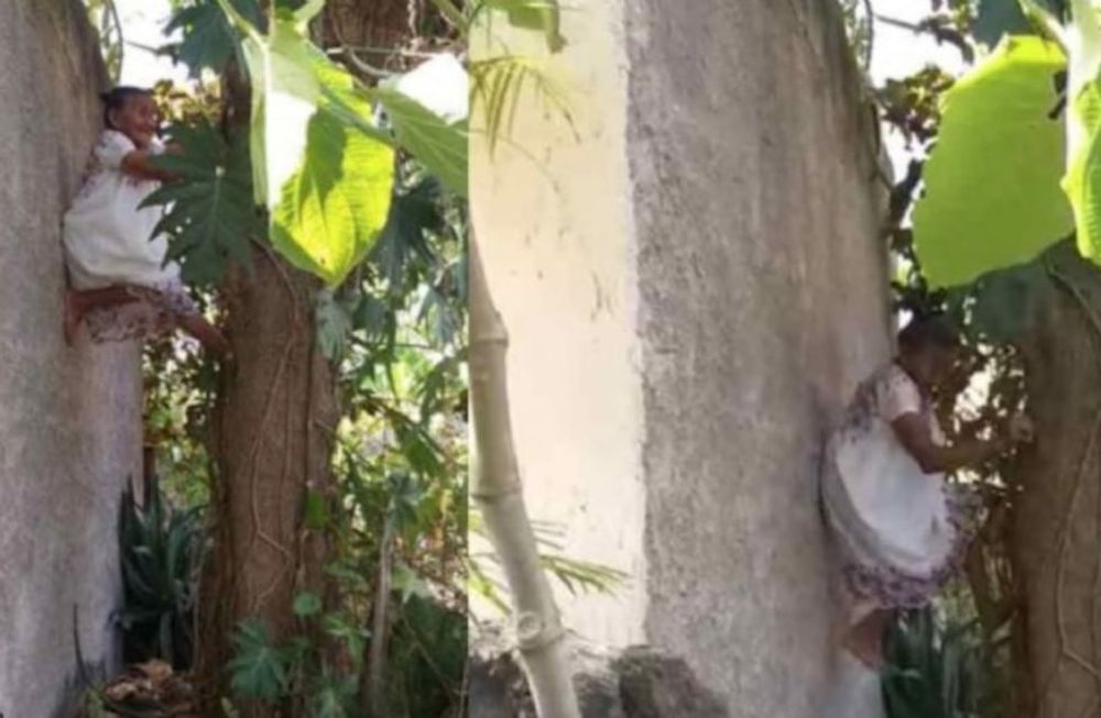 Captura de video