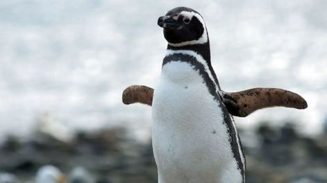 El nuevo streaming del Conicet muestra la vida de los pingüinos como nunca antes&nbsp;&nbsp;