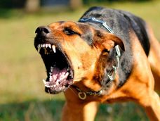 Por sacar perro peligroso sin bozal en Mendoza, 15 días de cárcel y secuestro del animal