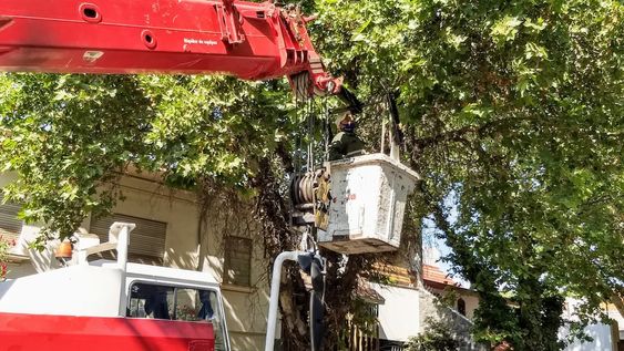 Así continúa el cronograma de arbolado y bacheo en la Ciudad