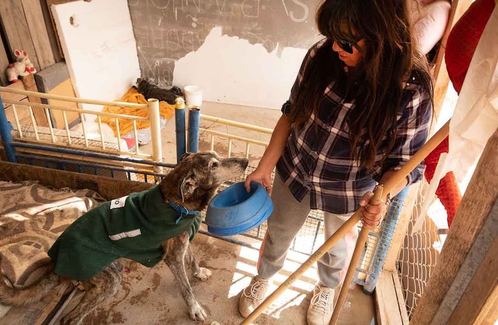El lugar alberga a perritos viejos y enfermos, que son los que más demoran en ser adoptados. El domingo es una oportunidad con la que Beatriz Méndez se ilusiona. | Foto: Ignacio Blanco / Los Andes