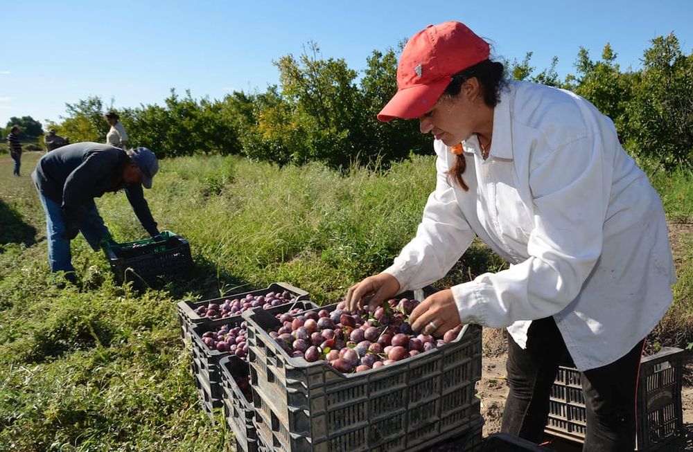 Escasez. La temporada 2021 será la tercera consecutiva con poca producción. Los precios se están tonificando dentro y fuera del país, pero Mendoza tendrá poca fruta para poder aprovechar el escenario favorable.
