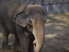 Cuando quien condenó al elefante Tamy a vivir prisionero dijo que era injusto prohibir animales en circos. Foto: Archivo Los Andes.