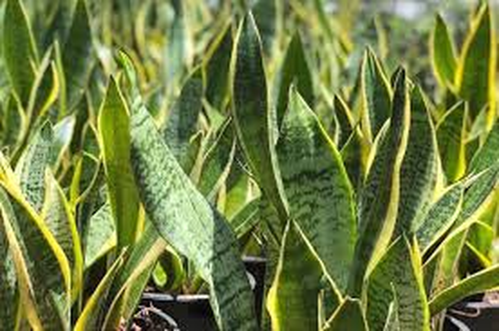 Plantas resistentes vuelven a los hogares y transforman cada jard&iacute;n interior en un espacio m&aacute;s sano y f&aacute;cil de cuidar.