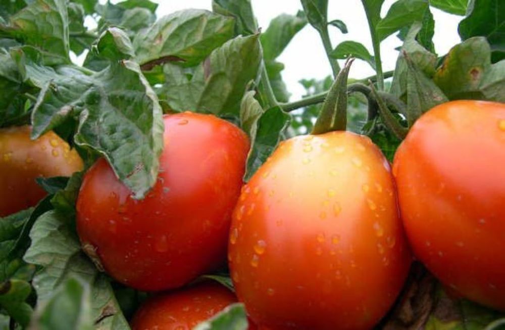 La superficie cultivada con tomate en la provincia pasó de las 3.757 hectáreas durante el periodo 2021/22 a 4.022 en la última temporada