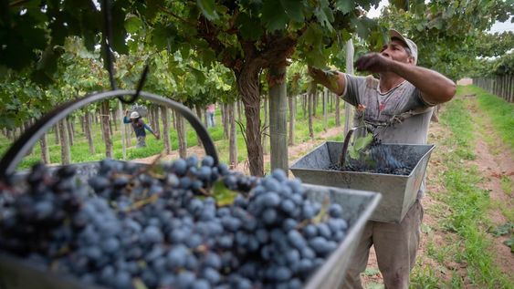 En alerta. Dirigentes sectoriales sostienen que hay problemas de rentabilidad, de abandono de fincas y de dispersión de propiedades, entre otros. Foto: Ignacio Blanco / Los Andes