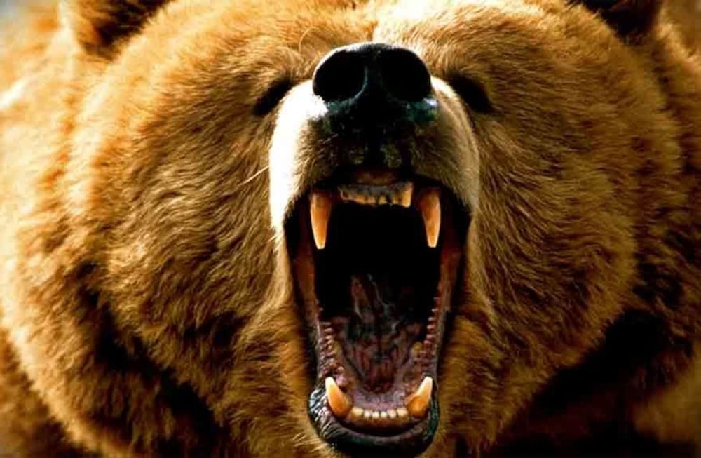 Un oso mató a una mujer de 19 años en Rumania.