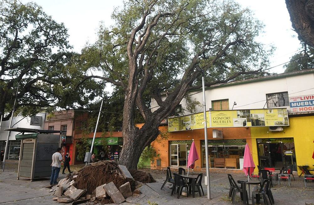 El viento bajó al llano después de las 14 en el Gran Mendoza y causó varios inconvenientes. En la Alameda, en Ciudad, el Zonda arrancó de raíz un añoso árbol. Foto: José Gutierrez/ Los Andes