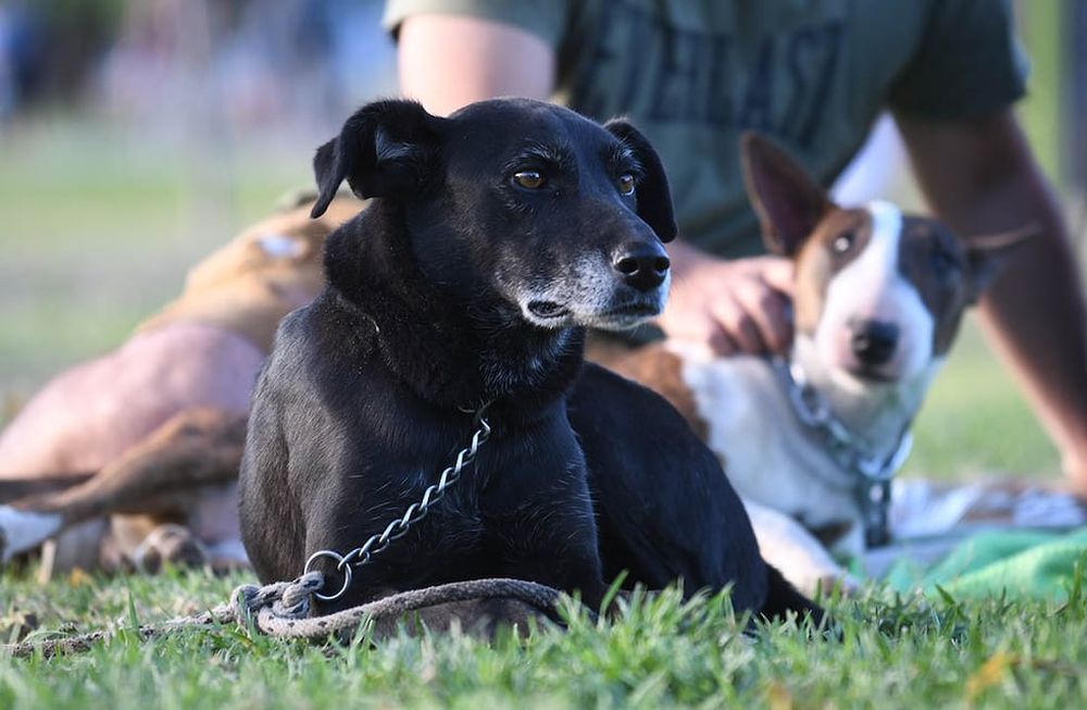 Un estudio determinó que la conducta de los perros es el resultado de miles de años de adaptación y cambios.Foto:José Gutierrez / Los Andes