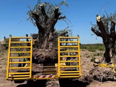 Rescatan de la tala los olivos centenarios de Mendoza. (Gentileza)&nbsp;