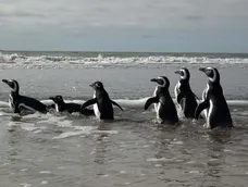 Seis pingüinos fueron liberados en la costa bonaerense tras su rehabilitación en Fundación Mundo Marino&nbsp;