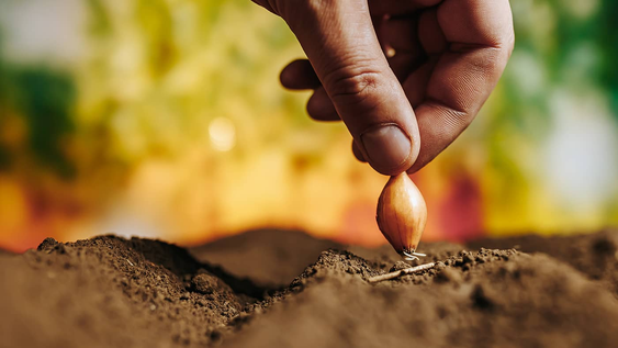 19 semillas que debes sembrar desde ahora para que esten listas en abril, segun los jardineros