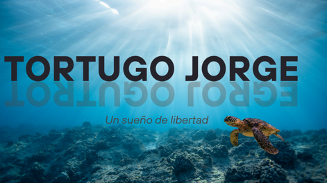 El tortugo Jorge tendrá su documental: su accidentada llegada a Argentina, sus días en Mendoza y el sueño de libertad. Foto: Gentileza