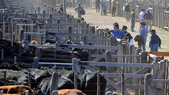 ganaderia: nuevo incentivo para mejorar la productividad en mendoza