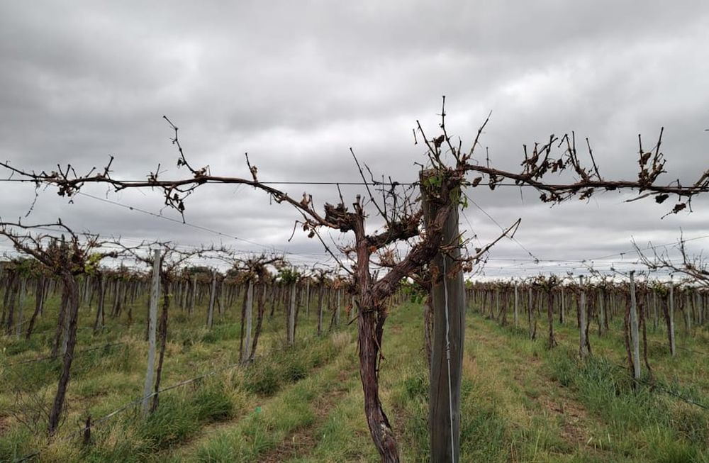 Una por una: las medidas del Gobierno provincial para acompañar a los afectados por las heladas