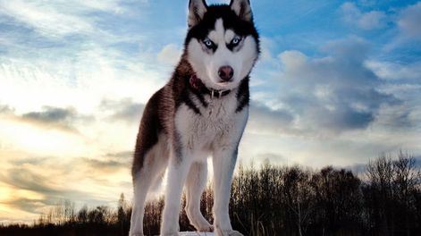 Esto significa soñar con perros. (Web).