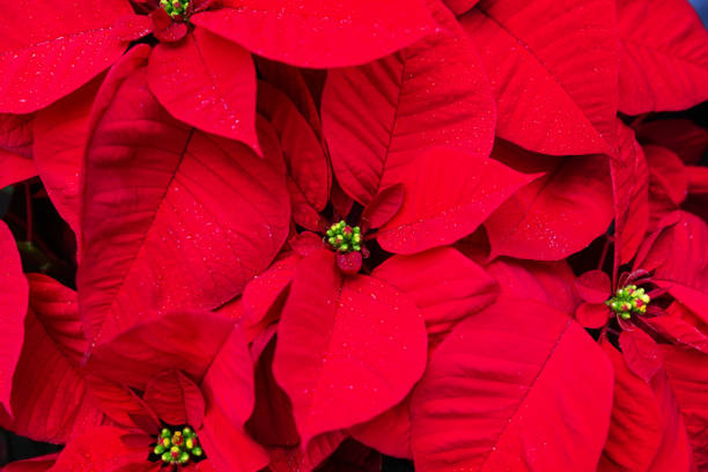 Flor de Pascua.