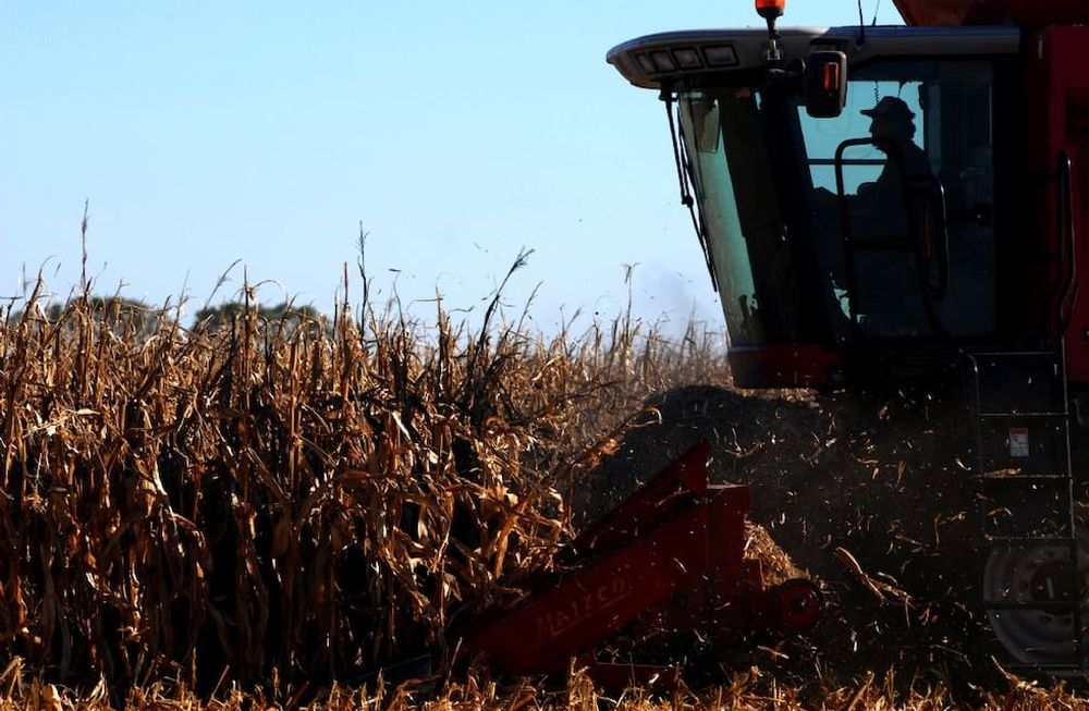 Ampliaron la baja de retenciones al maíz, girasol y sorgo