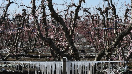 Productores frutícolas y vitivinícolas se vieron afectados por las heladas del 31 de octubre y 1 de noviembre. Foto: Claudio Gutiérrez / Los Andes