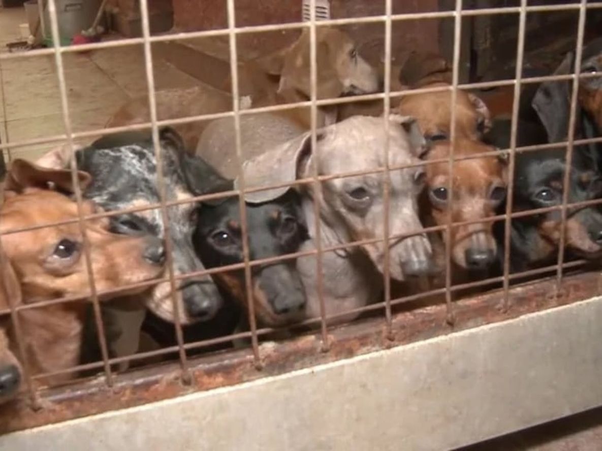 El proyecto presentado incorpora además penas por maltrato a quien “deje a un animal que esté bajo su responsabilidad en una situación de abandono.