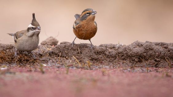 Así es el refugio de aves más importante de Cuyo y donde se pueden ver y fotografiar animales sin costo. Foto: Instagram @reservaprivada_puntadelagua