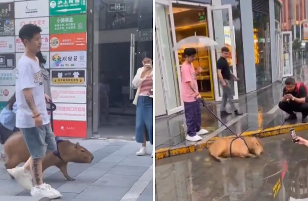 Un joven chino sacó a pasear a un carpincho como si se tratara de un perro y recibió duras críticas. X