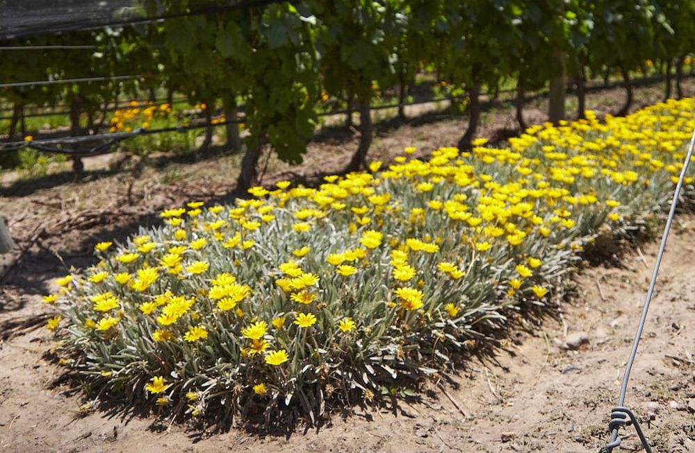 Una bodega lanzó un portal web en el que comparte las investigaciones sobre agroecología que ha desarrollado en conjunto con instituciones públicas. Foto: Gentileza