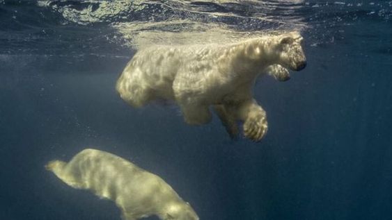 Un fotógrafo logró su “sueño loco” de nadar con osos polares