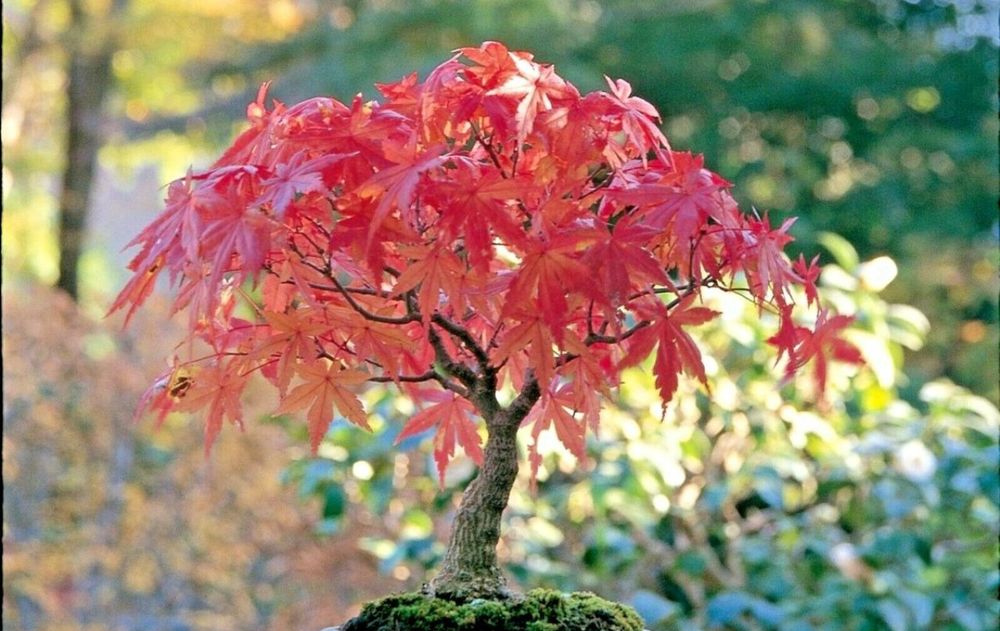 Este árbol deslumbra cada año con diferentes tonalidades que transforman cualquier balcón o terraza en un rincón natural de gran belleza.