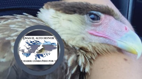 Fotos y video del animal especial que rescató un veterano de Malvinas: estaba escrito que tenía que salvarlo