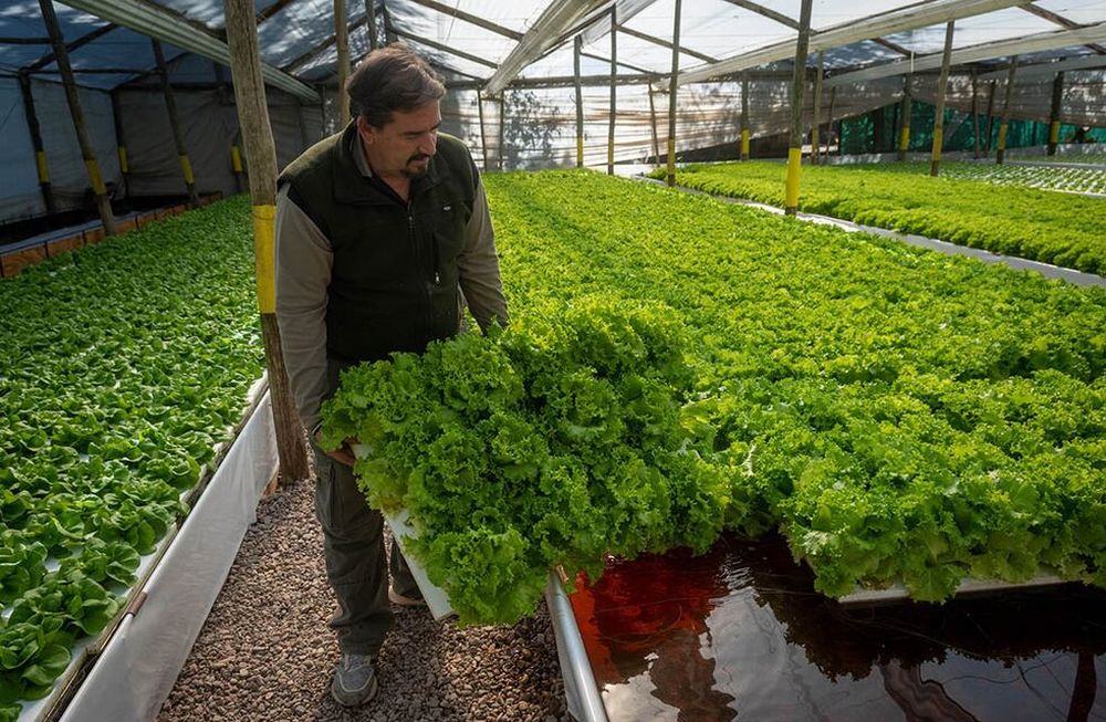 Mendoza pasó a ser la provincia con mayor cantidad de establecimientos orgánicos certificados de todo el país. / Foto: Ignacio Blanco / Los Andes