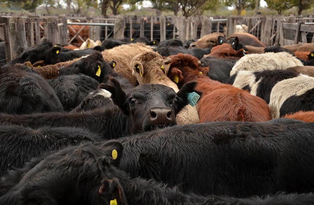 Productores locales aseguran que es factible esperar una mejora de stocks y una recuperación de los precios. Quejas por la falta de infraestructura para el desarrollo local.