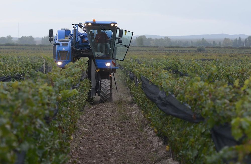 La Asociación de Cooperativas Vitivinícolas Argentinas (Acovi) presentó su informe anual, en el que analiza cómo aumentó el costo de la cosecha de uva según el sistema utilizado.