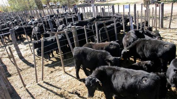 Carne vacuna: un informe de la Fundación Mediterránea analiza qué está pasando con la demanda y los precios