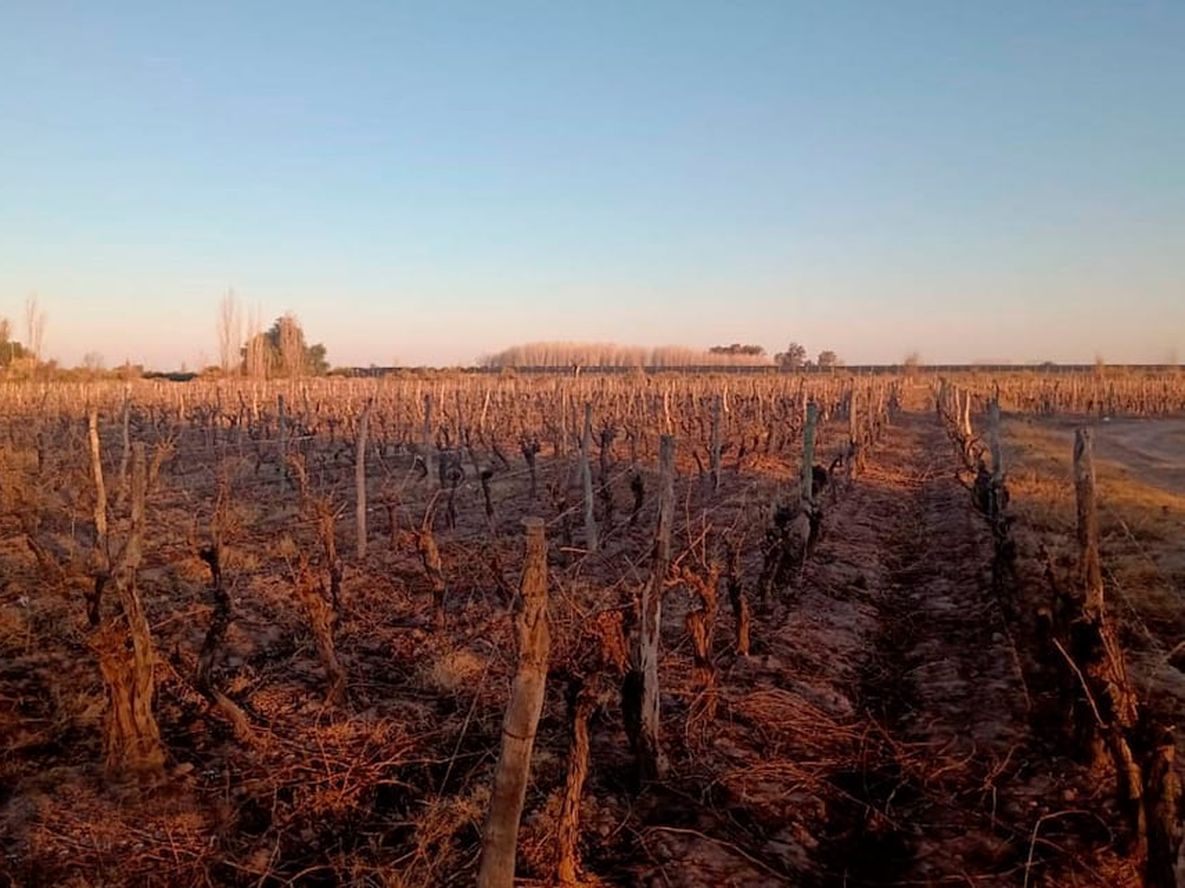 Desde el viñedo familiar, Pellegrini quiere exportar parte de su producción a Rusia y China donde considera que puede existir mercado demandante. / Los Andes