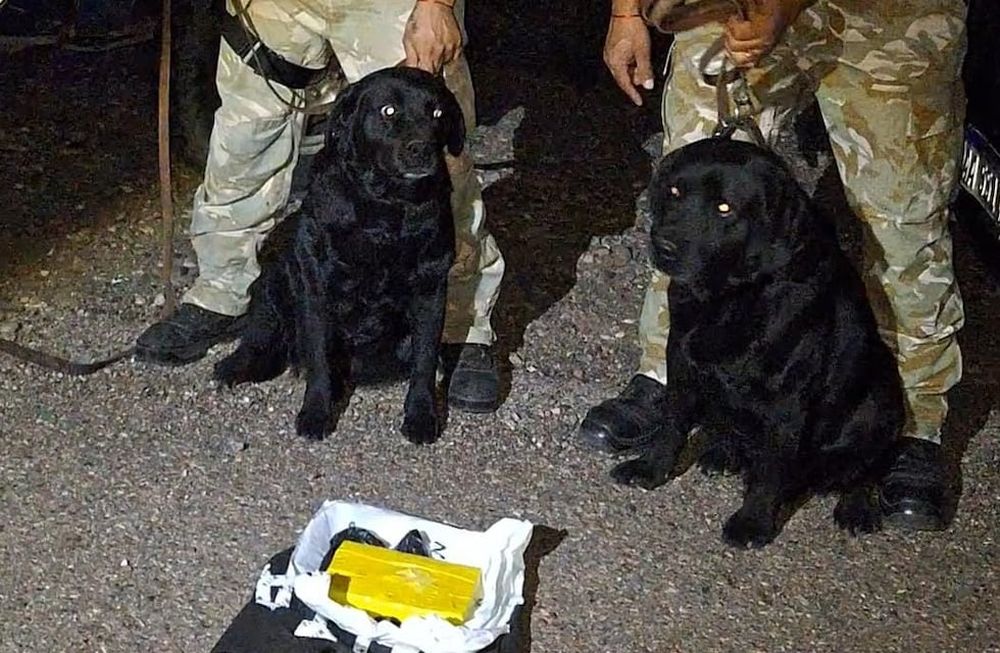 los canes Anahí y Aquiles detectaron la droga. Gentileza Ministerio de Seguridad.