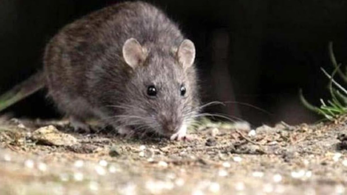 Brote de hantavirus: qué dijo el Ministerio de Salud sobre el origen de la crisis que tiene en alerta a Europa