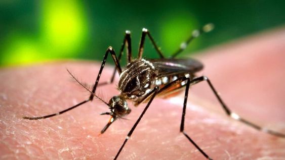 Dengue: la importancia de concientizar sobre los peligros de la infección