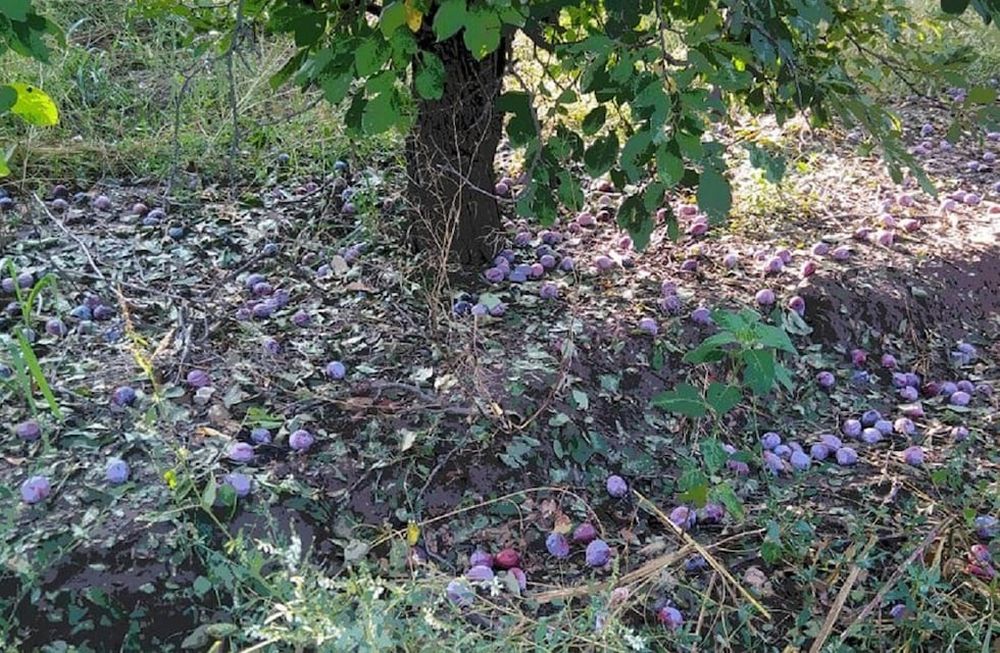 El Fondo para la Transformación y el Crecimiento dispone de líneas de crédito para ayudar a los trabajadores de la tierra cuyos cultivos hayan sido dañados por el granizo (Gentileza / El Cuco Digital)