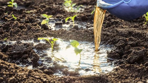 Este preparado, está recomendado por especialistas en producción sustentable y se elabora con desechos que todos tenemos en casa.