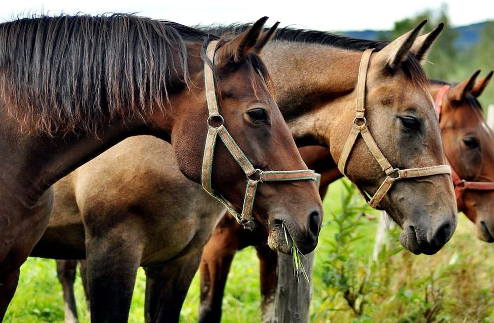La vacuna contra la encefalomielitis equina volverá a ser obligatoria desde el 1 de febrero