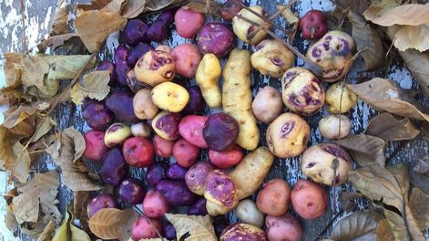 En La Carrera, Tupungato, se experimenta con papines gourmet con mayor valor y calidad. Imagen: gentileza Quipu de los Andes.