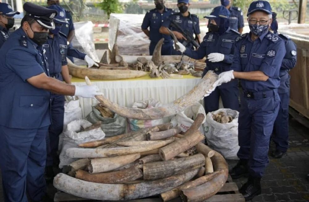 Contrabando de colmillos en Malasia. Incautan 6 toneladas de colmillos de elefante y partes de pangolín, rinoceronte y otros animales provenientes de África.