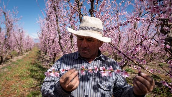 Floración: Las temperaturas más altas de lo habitual durante el invierno y cinco eventos de viento Zonda complicaron la floración y el cuajo del durazno para industrial. Foto: Ignacio Blanco / Los Andes (Archivo)