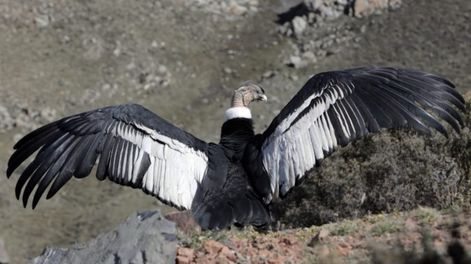Los Andes | Huarpe, el cóndor andino que liberado luego de que se recupere de cuatro heridas de bala producidas por un proyectil de escopeta. Foto: Gobierno de Mendoza.