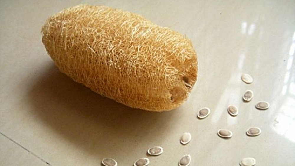 Plantar esponjas vegetales en tu casa es m&aacute;s f&aacute;cil de lo que parece.