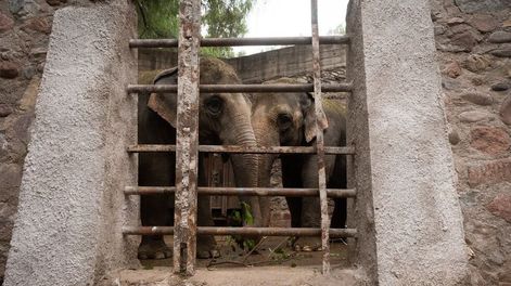 Madre e hija. Pocha y Guillermina serán trasladadas a un santuario en Brasil. / Los Andes